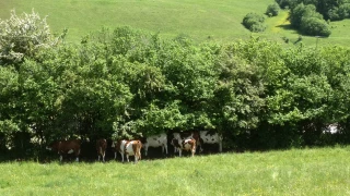 Des dérogations au cas par cas