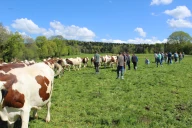 Welcome to our Montbeliarde JB Tour