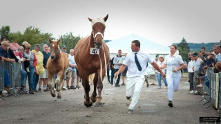 Bastien, en quête de l'agrément