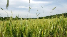 Ray-grass : des impasses de plus en plus fréquentes