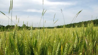 Ray-grass : des impasses de plus en plus fréquentes