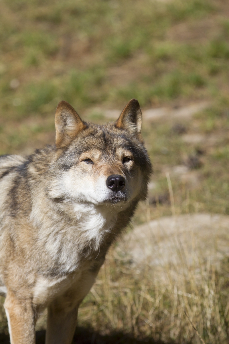 Les attaques de loups dans le Jura